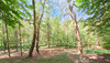 French property for sale in Pithiviers-le-Vieil, Loiret - €554,000 - thumbnail 9