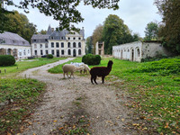 Propriété à vendre à Humières, Pas-de-Calais - 355 000 € - photo n°10