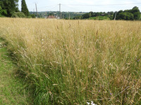 Terrain à vendre à Vigeois, Corrèze - 23.000 € - photo 12