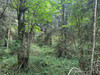 French property for sale in Champs-Romain, Dordogne - €41,600 - thumbnail 9