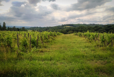 Charming Bordeaux vineyard estate for sale, located in AOC Entre-Deux-Mers and AOC Bordeaux Supérieur, 