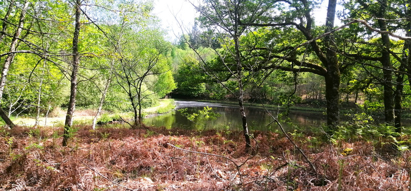 French property for sale in Cussac, Haute-Vienne - €56,600 - photo 6