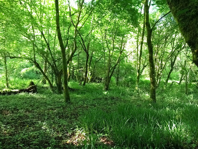 French property for sale in Espagnac, Corrèze - €48,750 - photo 4