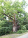 French property for sale in Pinel-Hauterive, Lot-et-Garonne - €235,000 - thumbnail 9