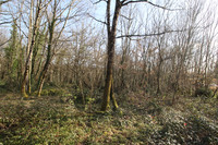Terrain à vendre à Nieuil, Charente - 20.000 € - photo 5