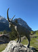 French property for sale in Pralognan-la-Vanoise, Savoie - €158,050 - thumbnail 4