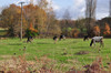 French property for sale in Champeaux-et-la-Chapelle-Pommier, Dordogne - €371,000 - thumbnail 9