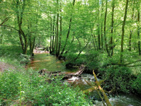 Moulin à vendre à Espagnac, Corrèze - 48.750 € - photo 2