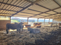 Commerce à vendre à Noyant D Allier, Allier - 685.000 € - photo 7