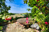 French property for sale in Verteillac, Dordogne - €330,000 - thumbnail 9