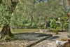 French property for sale in Valbonne, Alpes-Maritimes - €1,550,000 - thumbnail 6