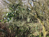 French property for sale in Maël-Pestivien, Côtes-d'Armor - €21,000 - thumbnail 9