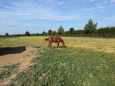 French property for sale in Rouessé-Fontaine, Sarthe - €838,500 - photo 6