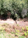 French property for sale in Cussac, Haute-Vienne - €56,600 - thumbnail 9
