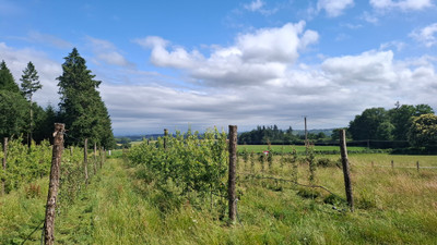 French property for sale in Saint-Léonard-de-Noblat, Haute-Vienne - €1,032,440 - photo 6