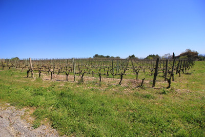 French property for sale in La Livinière, Hérault - €320,000 - photo 12