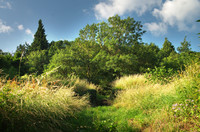 Terrain à Labastide-Rouairoux, Tarn - photo 5