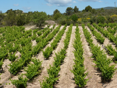 French property for sale in La Livinière, Hérault - €320,000 - photo 4