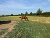 French property for sale in Rouessé-Fontaine, Sarthe - €838,500 - thumbnail 9