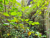 French property for sale in Séglien, Morbihan - €21,000 - thumbnail 14
