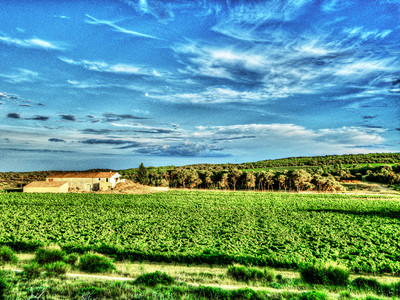 vineyardin Montpellier
