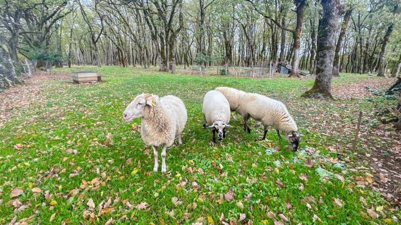 French property for sale in Porte-du-Quercy, Lot - €470,000 - photo 11