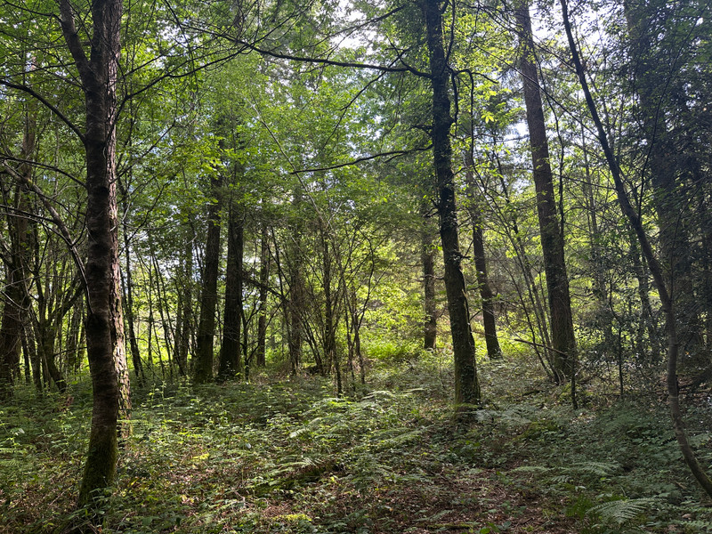 French property for sale in Champs-Romain, Dordogne - €41,600 - photo 1