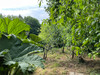 French property for sale in Merléac, Côtes-d'Armor - €79,750 - thumbnail 11