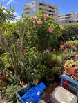 Propriété à vendre à Antibes, Alpes-Maritimes - 614 800 € - photo n°14