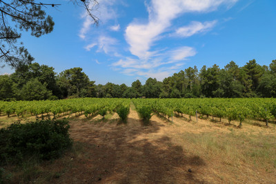 Unique opportunity for recently renovated property with organic  „hobby vineyard“ and 20ha wooded land.