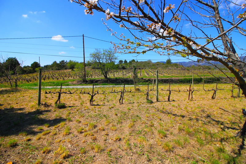 French property for sale in La Livinière, Hérault - €320,000 - photo 9