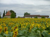 French property for sale in Le Temple-sur-Lot, Lot-et-Garonne - €620,000 - thumbnail 9