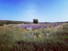 French property for sale in Ongles, Alpes-de-Haute-Provence - €310,000 - thumbnail 9