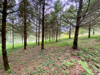 Terrain à Rochechouart, Haute-Vienne - photo 5