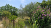 French property for sale in Peyriac-Minervois, Aude - €128,000 - thumbnail 14