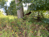 French property for sale in Monthault, Ille-et-Vilaine - €25,000 - thumbnail 9