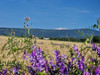 French property for sale in Sault, Vaucluse - €157,500 - thumbnail 5