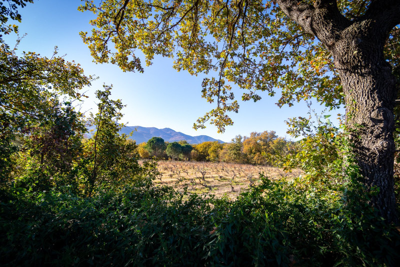 French property for sale in Laroque-des-Albères, Pyrénées-Orientales - €1,260,000 - photo 11
