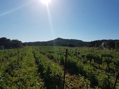 Stunning location for this  bio wine domaine with 7 bedroom owners property ,separate apartment  wine tasting  shop /office ,réception/seminar  area , 24 hectares of  Aop Minervois and 3 hectares 90 of IGP blanc. In the beautiful  Minervois wine region between Carcassonne and Narbonne.   