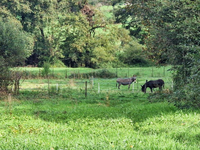 French property for sale in Chabanais, Charente - €118,349 - photo 14