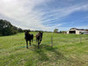 French property for sale in Estang, Gers - €570,000 - thumbnail 9