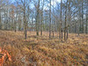 French property for sale in Tourtoirac, Dordogne - €14,600 - thumbnail 4