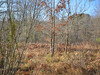French property for sale in Tourtoirac, Dordogne - €14,600 - thumbnail 4