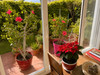 French property for sale in Antibes, Alpes-Maritimes - €214,800 - thumbnail 9
