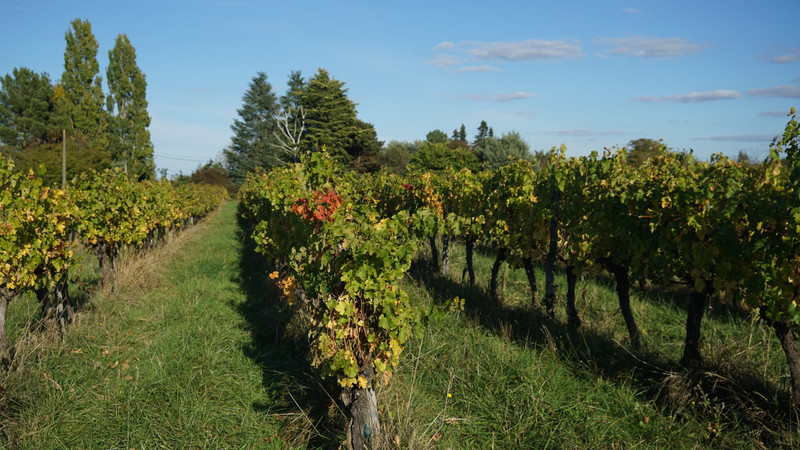 French property for sale in Sainte-Gemme, Gironde - €522,800 - photo 2