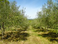 Maison à vendre à Minerve, Hérault - 875.000 € - photo 4