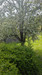 French property for sale in Berrien, Finistère - €119,900 - thumbnail 14