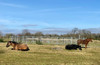 French property for sale in Saint-Nicodème, Côtes-d'Armor - €350,000 - thumbnail 14