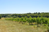French property for sale in Sainte-Gemme, Gironde - €522,800 - thumbnail 9
