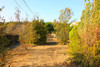 French property for sale in Ginestas, Aude - €505,000 - thumbnail 9